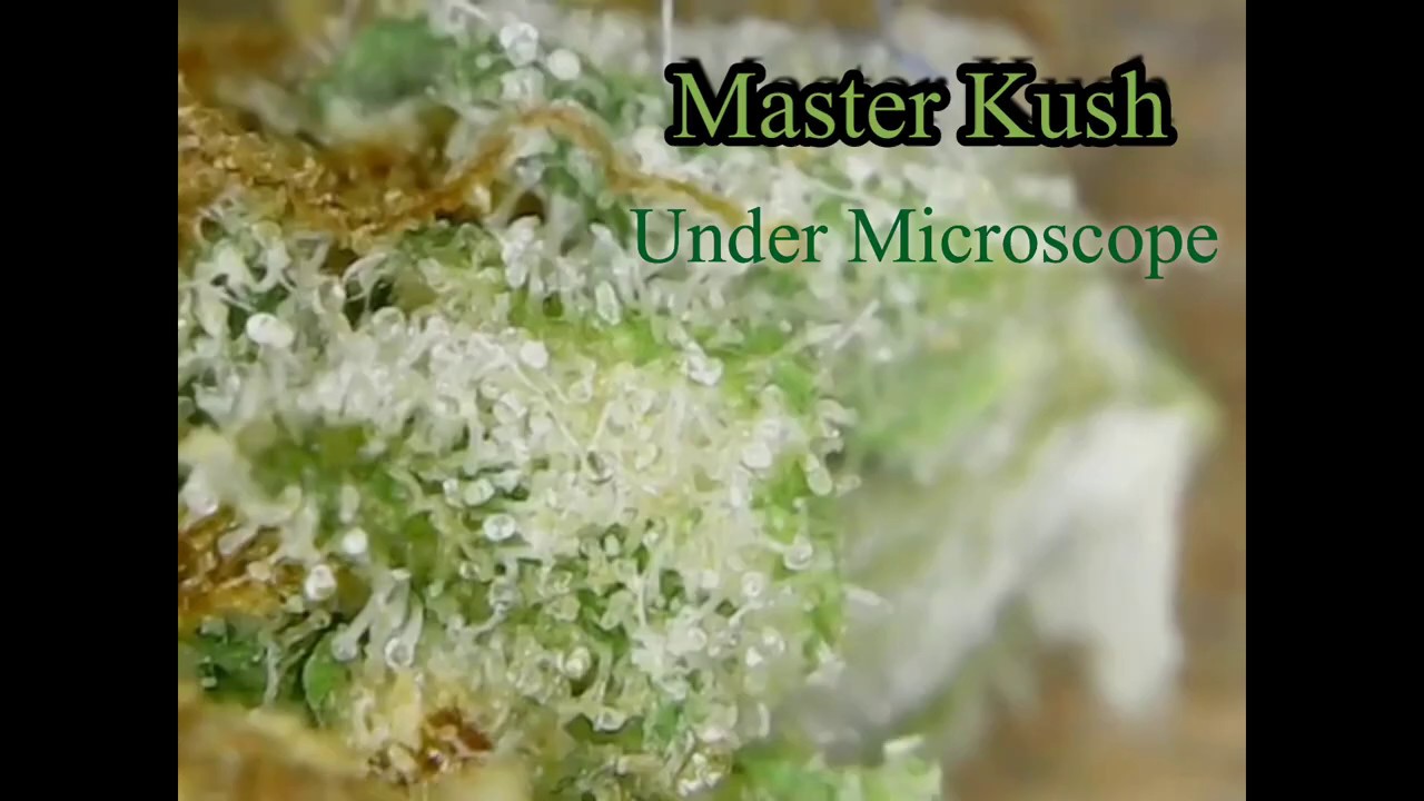 Cannabis master kush