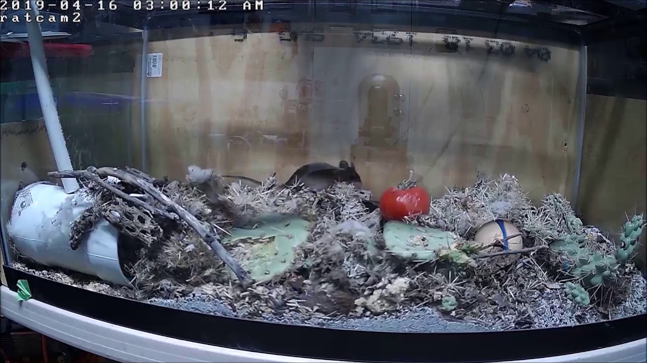 How fast can a pack rat build a nest?
