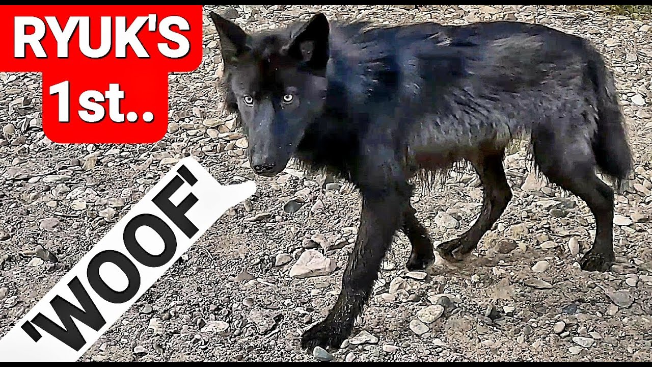 Ryuk's 1st 'WOOF'!! - What's that?!