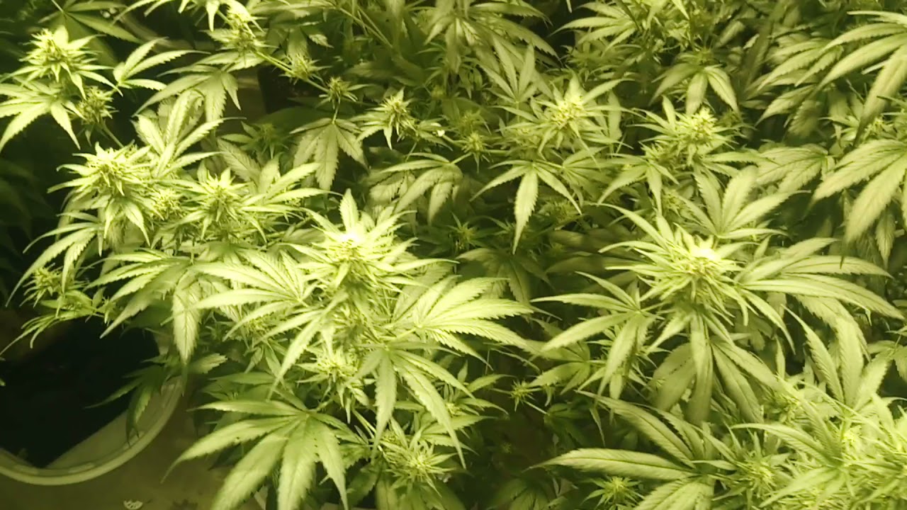 cbd cbg flower