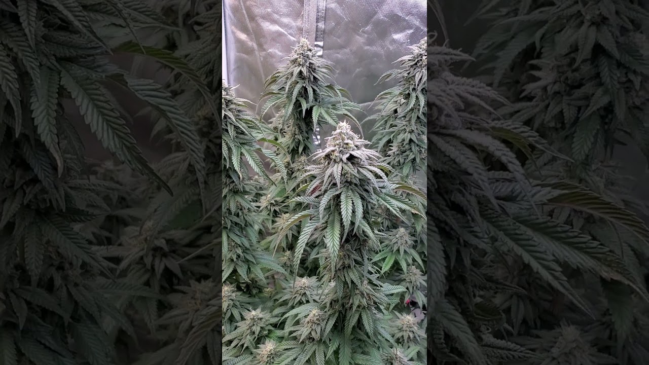 Cherry Pie 8 Weeks in Flower