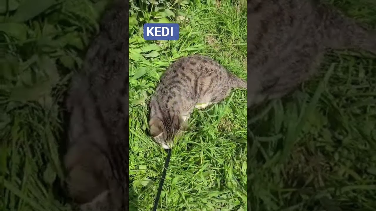 NERDE SIN KEDIM