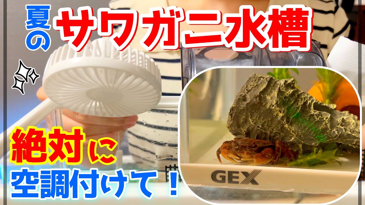 【夏のサワガニ飼育には空調付けて！】crab breedind farm #サワガニ #カニ  #crabs #crab