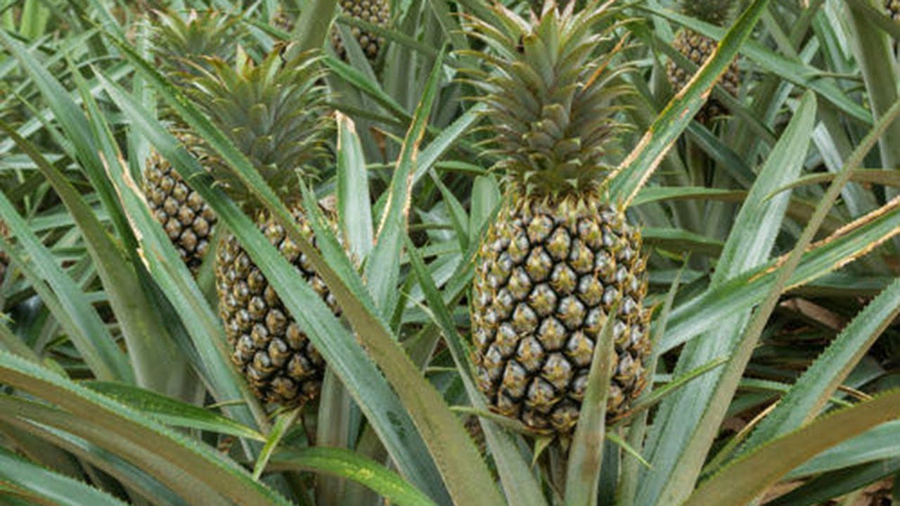 Pineapple Decorticating Machine