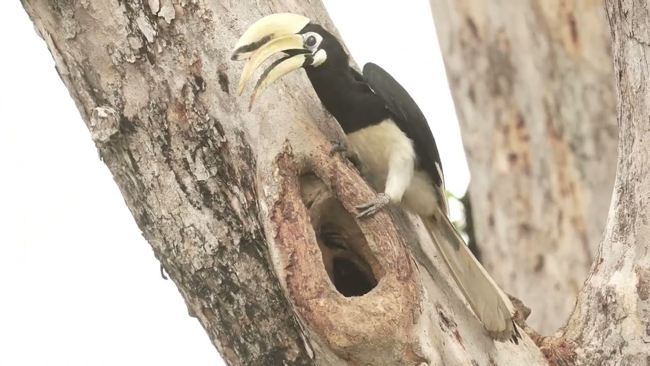 Singapore Oriental Pied Hornbill Family - 19 Nov 2024 - mum seals nest hole & dad feeds mum