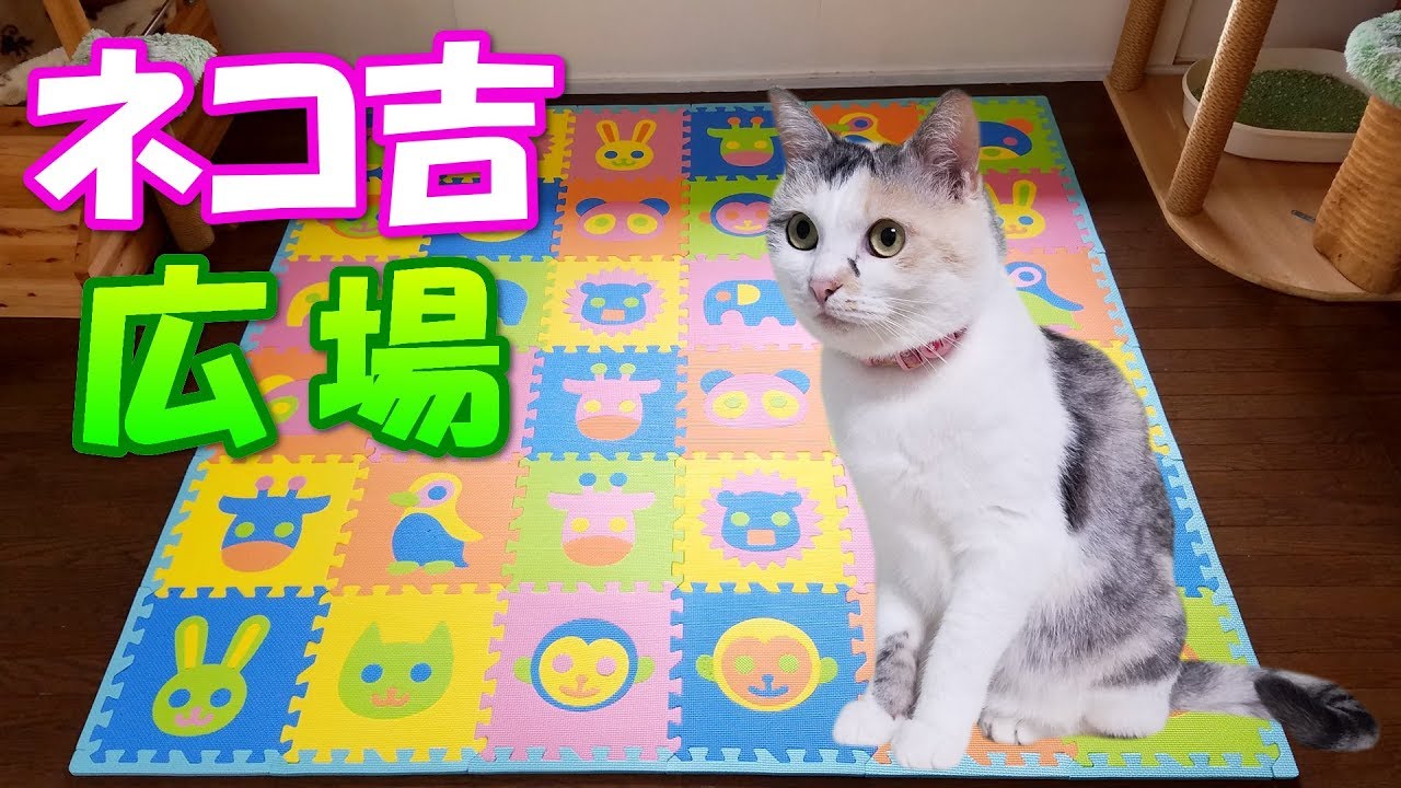 カラフルマットで猫部屋が鮮やかに　Decorating cats' room with colorful mats