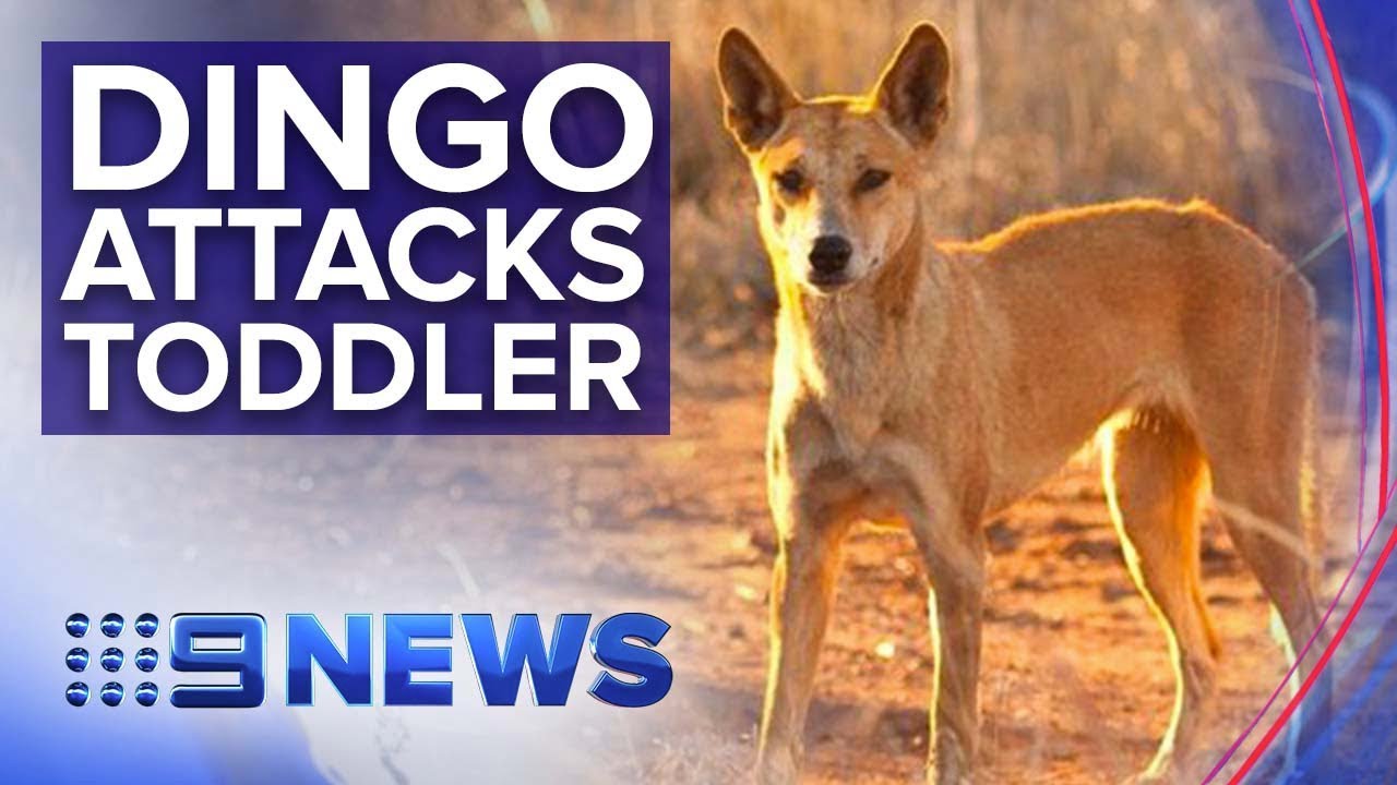 Dingo drags toddler out of campervan in Fraser Island | Nine News Australia