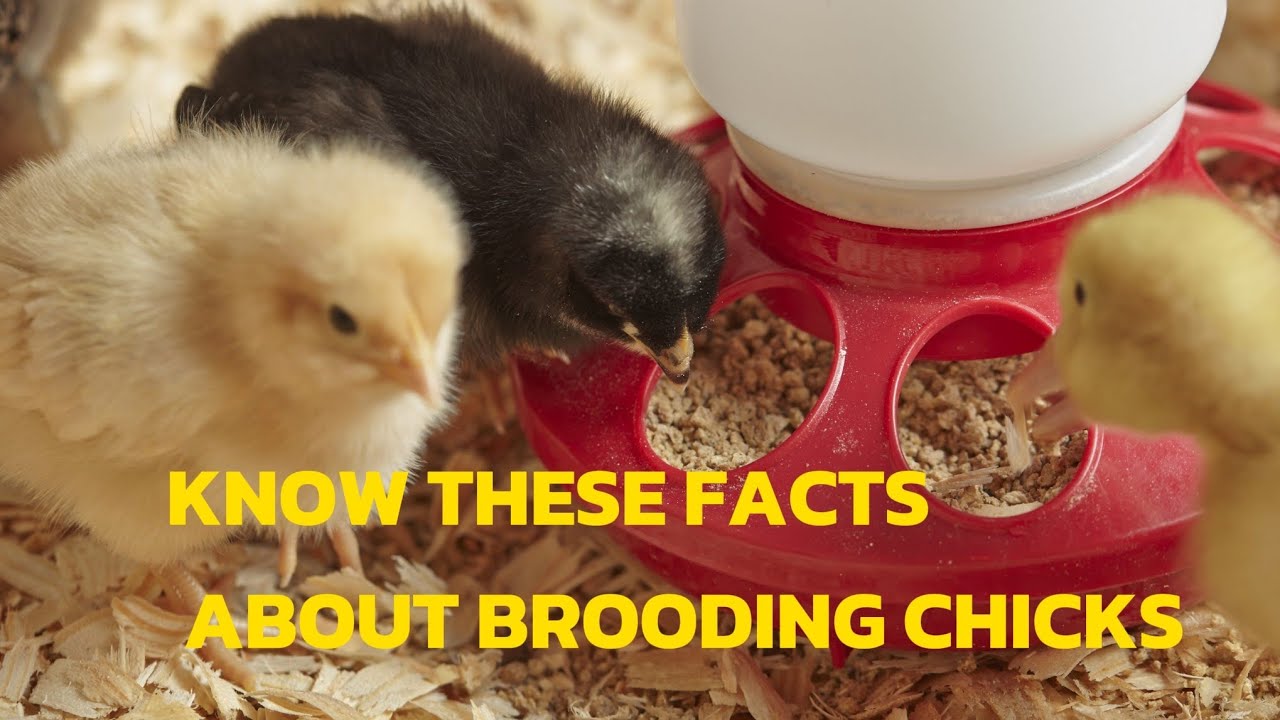 THESE MISTAKES WHERE ALMOST KILLING ALL MY CHICKS IN THE BROODER 