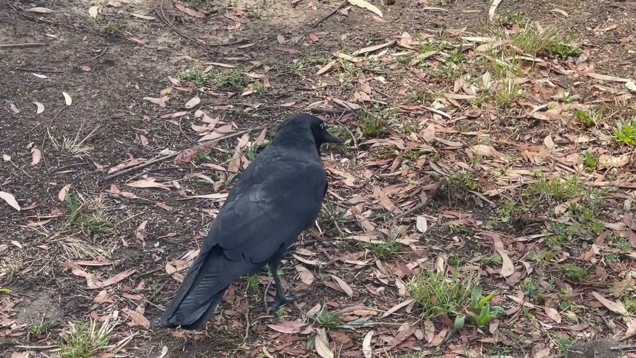 Fearless Raven/Crow! So beautiful. Eminence Blvd Doreen, VIC. See and enjoy!