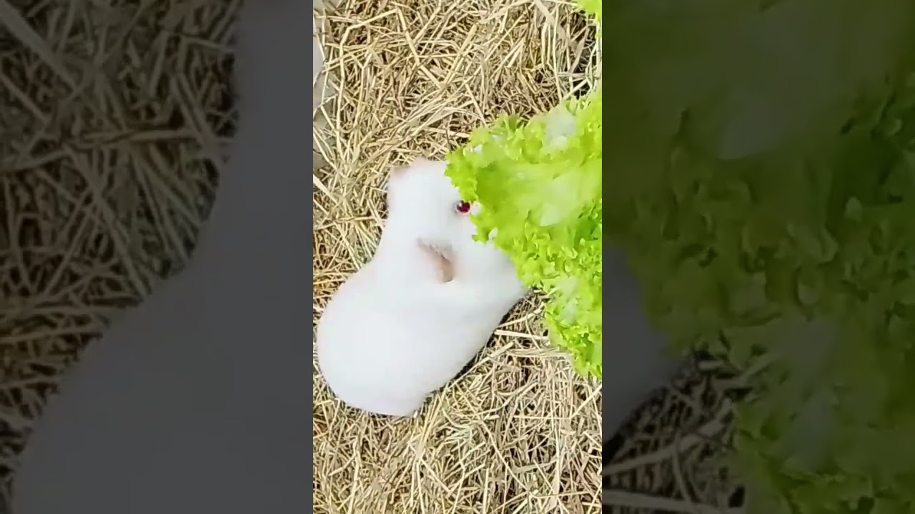 es tan hermoso que parece un angel