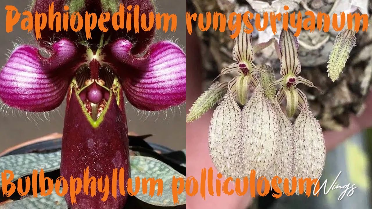 Новые орхидеи Paphiopedilum rungsuriyanum, Bulbophyllum polliculosum