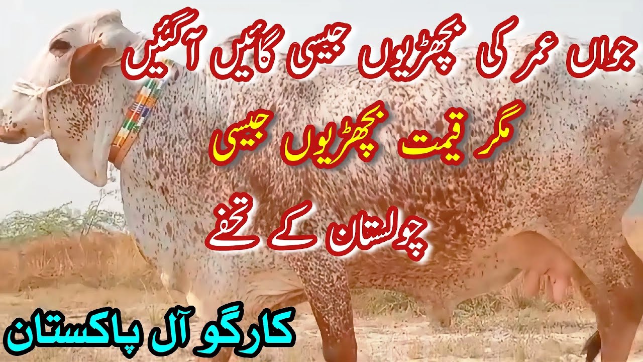 PURE CHOLISTANI Cows FORE SALE NEAR MADRASS MANDI BAHAWALNGER || Dairy Farming