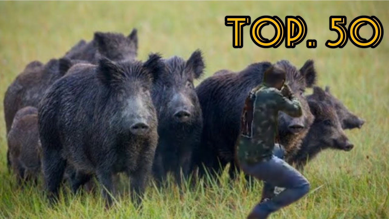 top 50. ca&ccedil;ada de javali. melhores cenas e tiro na ca&ccedil;a ao javali.