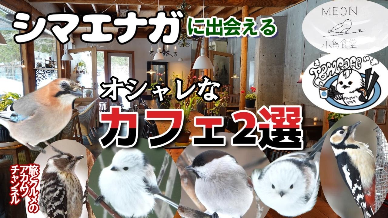 シマエナガに出会えるオシャレなカフェ2選ー北海道千歳市