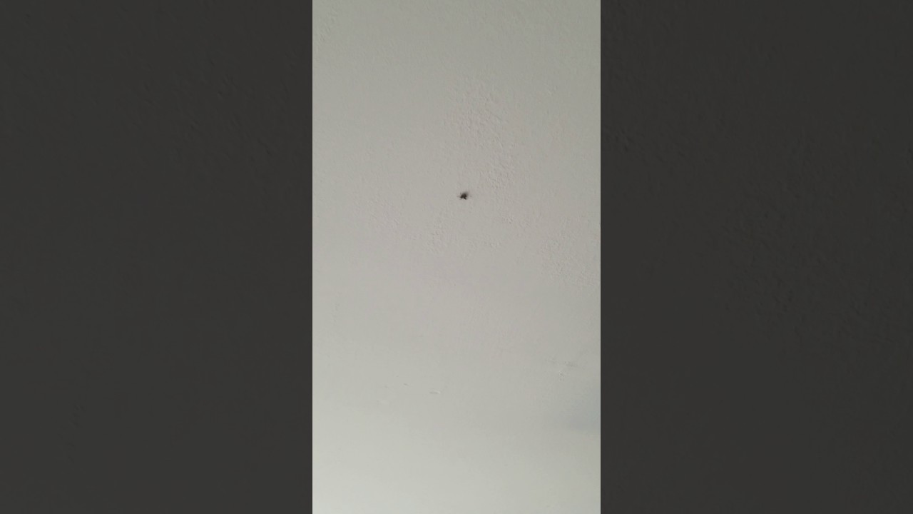 Wild spider catches fly in Costa Mesa