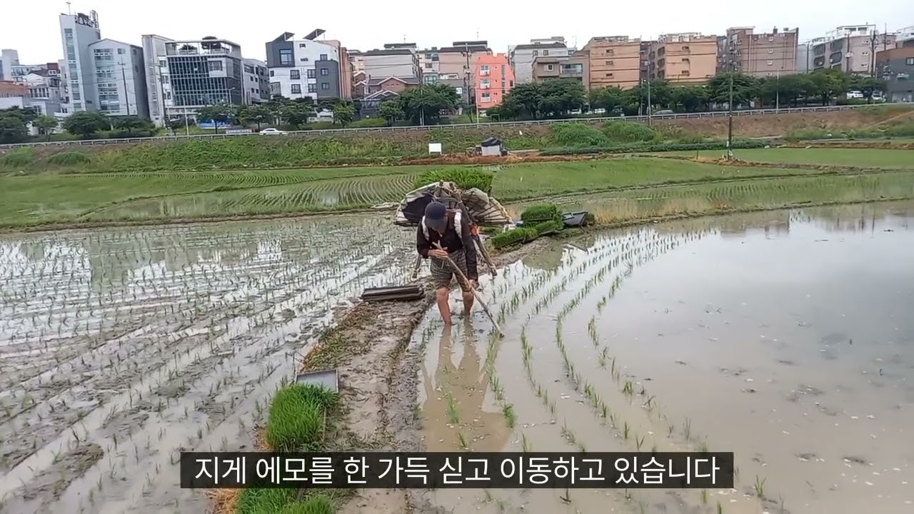 23년도 모내기 최첨단 모이동 - 지게