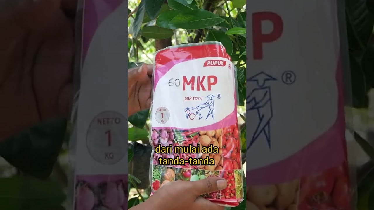 Pupuk yang cocok biar bunga nggak rontok #pupukmkp #alpukat #bibitbuahku