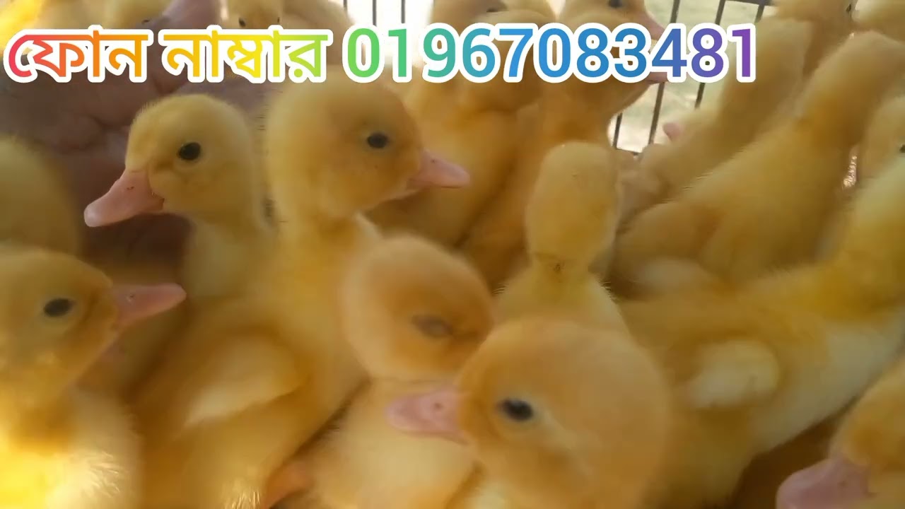 অরজিনাল পিকিং স্টার 13
