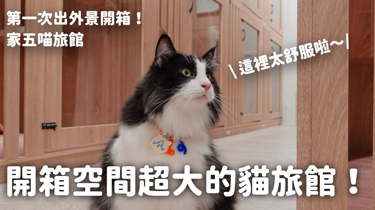 為貓咪著想的純貓旅館！和那堤開箱：家五喵旅館｜全新開幕｜出國再也不用擔心了！EP110