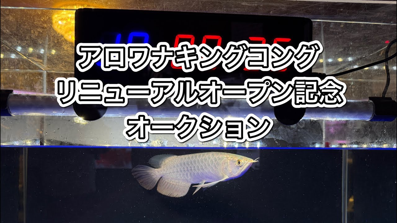 アロワナキングコングリニューアルオープン記念オークション開催