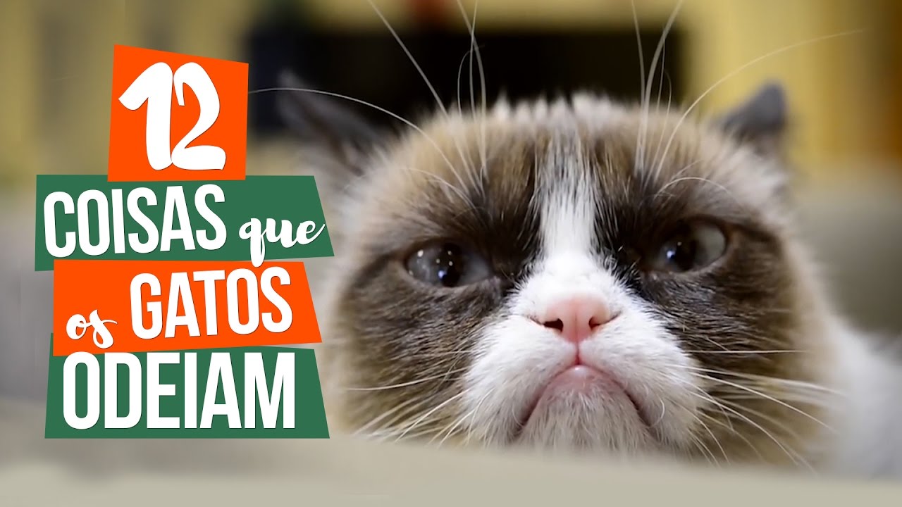 COISAS QUE OS GATOS ODEIAM - Pri