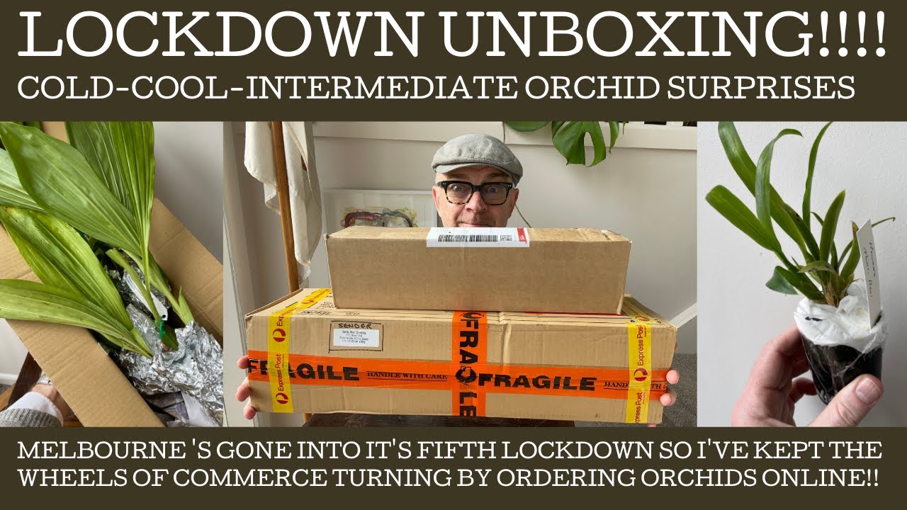 Orchid unboxing: lock-down shopping! Melbourne's in lock-down #5 and this is the result!