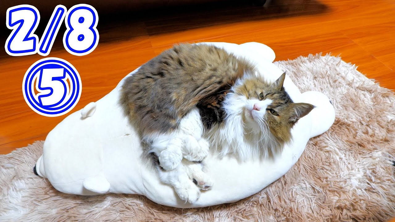 【2/8 大雪その5】最近夕方になるとやってくる小さなお客さんと、今日も楽しい一日を過ごせて満足そうな様子のボス吉