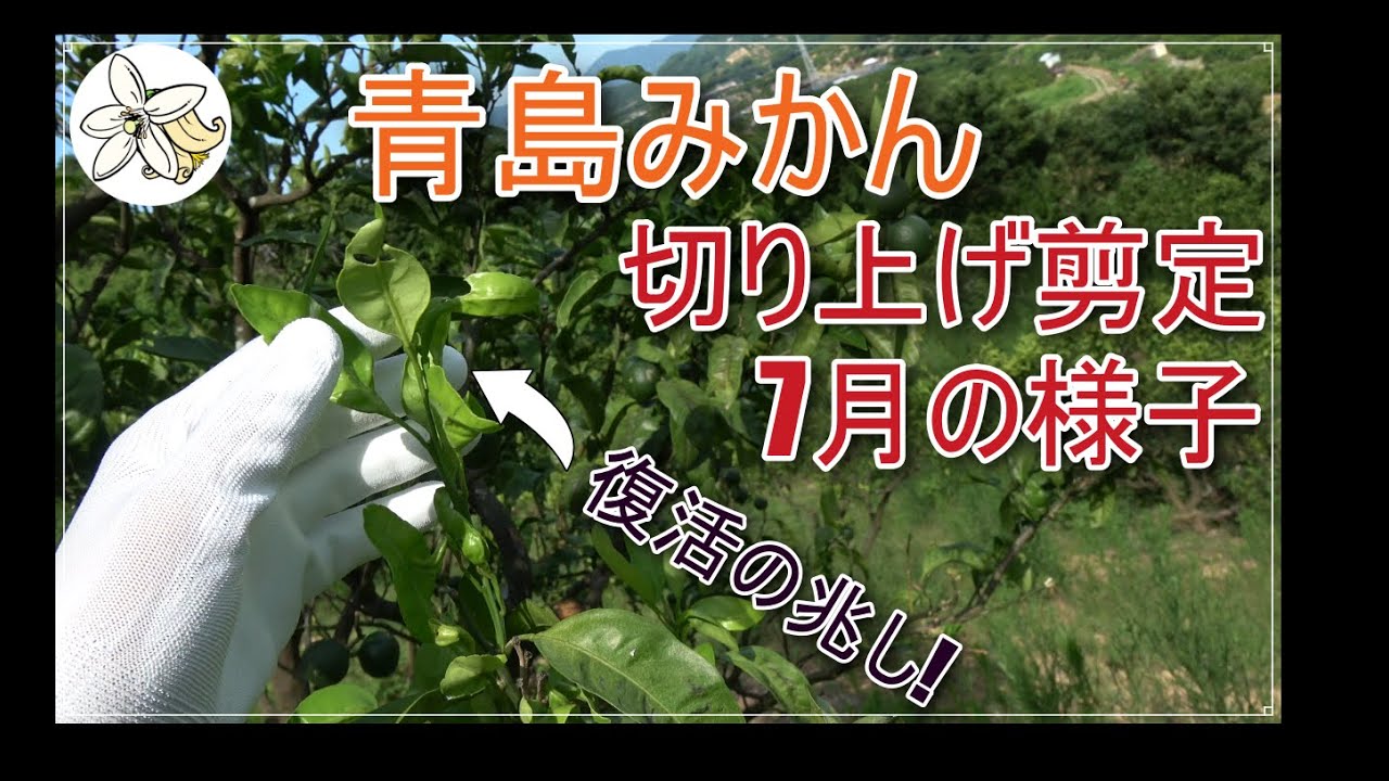 青島みかん切り上げ剪定7月の様子共有