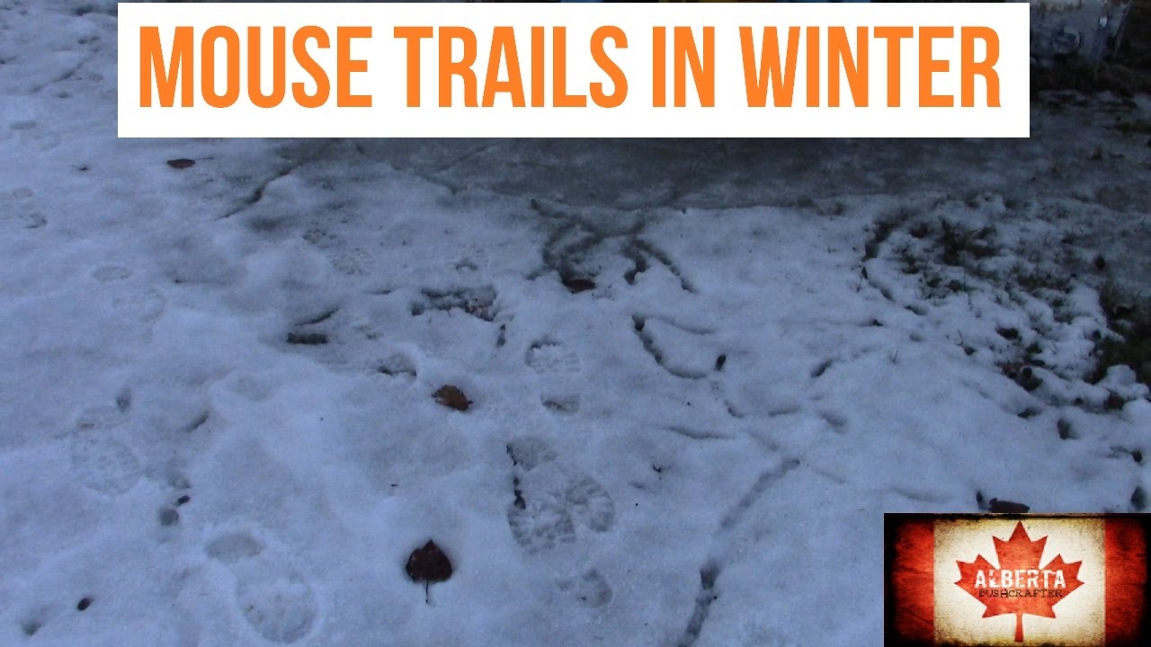 Mouse Trails in Winter