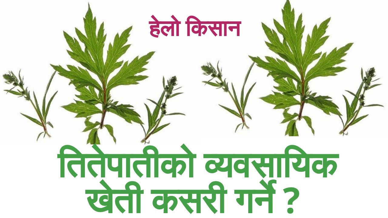 हेलो किसान | तितेपातीको व्यवसायिक खेती कसरी गर्ने ? तितेपाती खेतीबाट मनग्य आम्दानी लिन सकिन्छ त ?