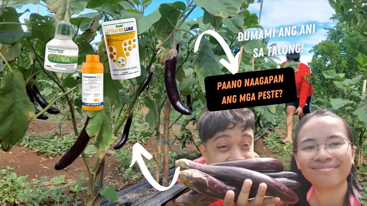 TALONG HARVEST 🍆 Paano namin ginamot ang mga peste?