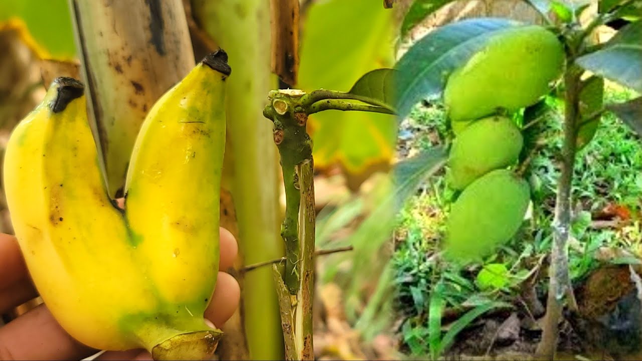 Grafting Middle Mango Tree With Banana Fruit Grow Fast Quickly / agri cambo