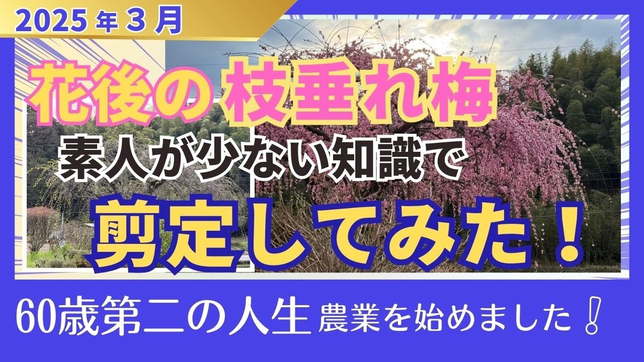 【初心者でもできる剪定】花後の枝垂れ梅　素人が少ない知識で剪定してみた！