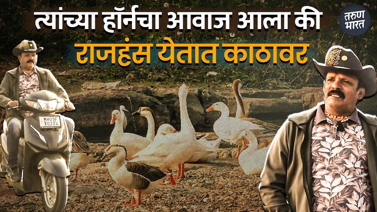 रंकाळा तलावावर घडते राजहंसांच्या मित्र प्रेमाचे दर्शन