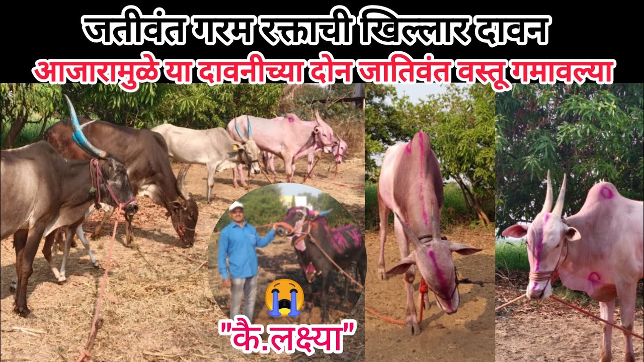 शर्यत क्षेत्रातील बैलांची व जातिवंत गाईंची दावन | श्री.नवनाथ ज्ञानदेव किरदत्त(ढवळेश्वर)मो.9767875747