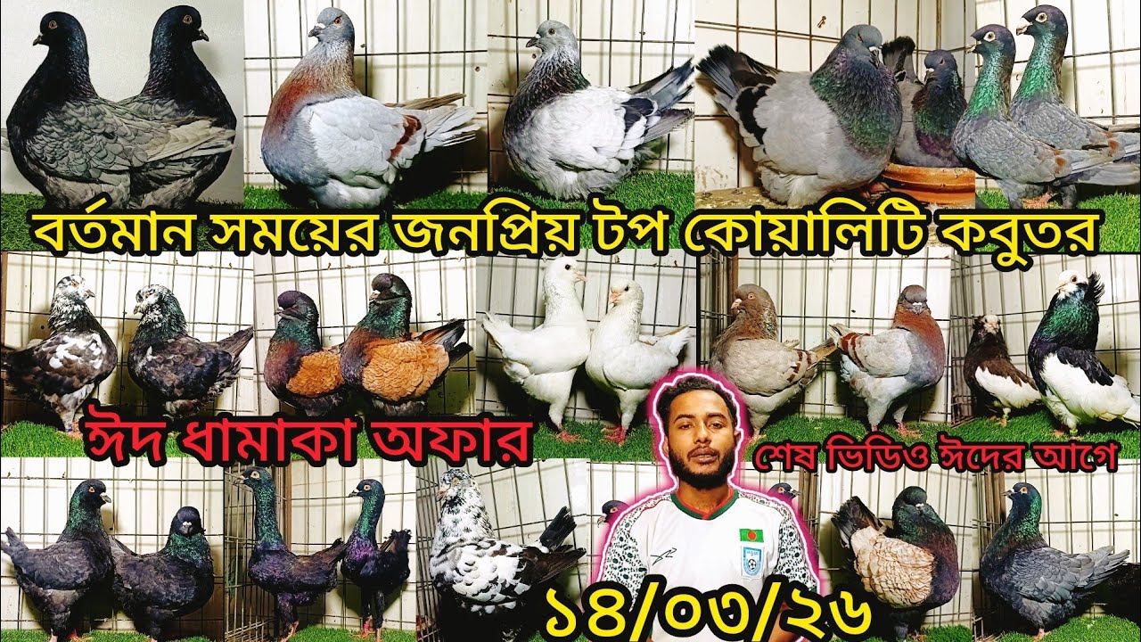 বর্তমান সময়ের জনপ্রিয় টপ কোয়ালিটি ফেন্সি কবুতর কিনুন | pigeon video |