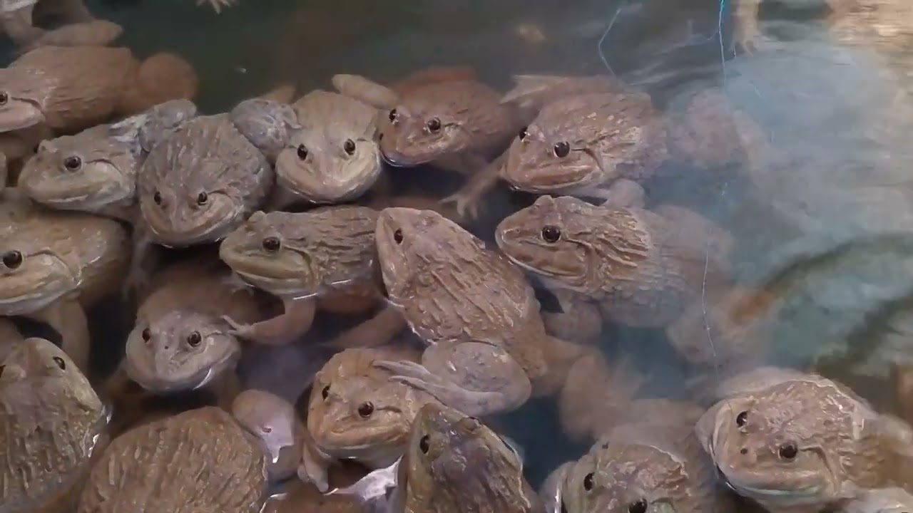 The frog on the tree trunk is a male frog.#frog #Taingchhun