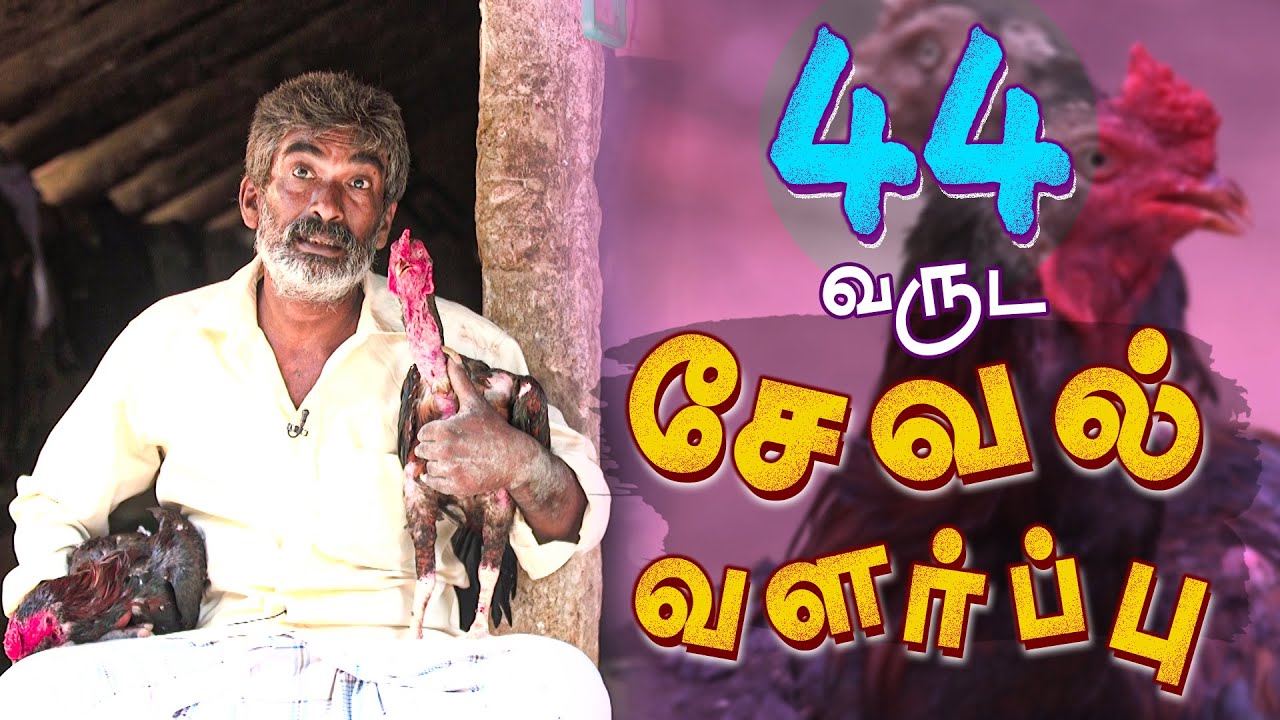 44 வருடகால சேவல் வளர்ப்பு | Rooster breeding
