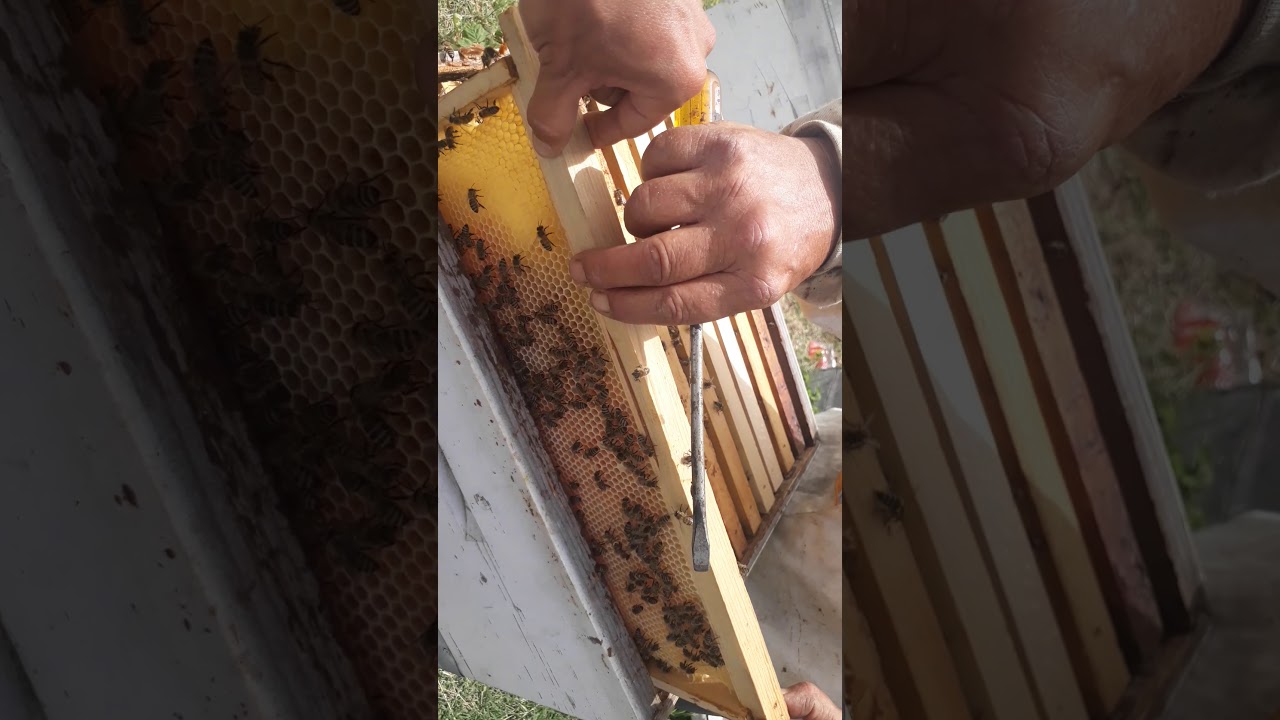 Karpatların Maradonasi