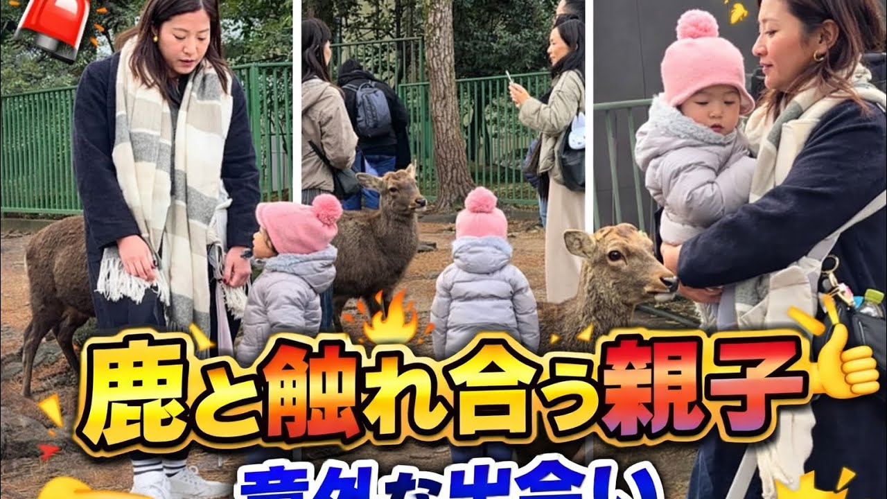 赤ちゃんと奈良の鹿が初対面した結果…😳 #奈良公園#奈良の鹿#鹿と赤ちゃん#癒し動画#可愛すぎる#感動#日本旅行#NaraPark#Deer#Baby