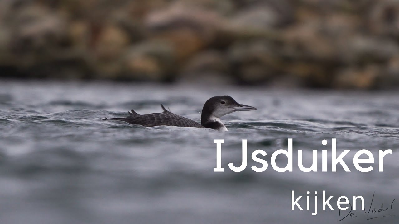 IJsduiker kijken / Observing a Great Northern Loon #509