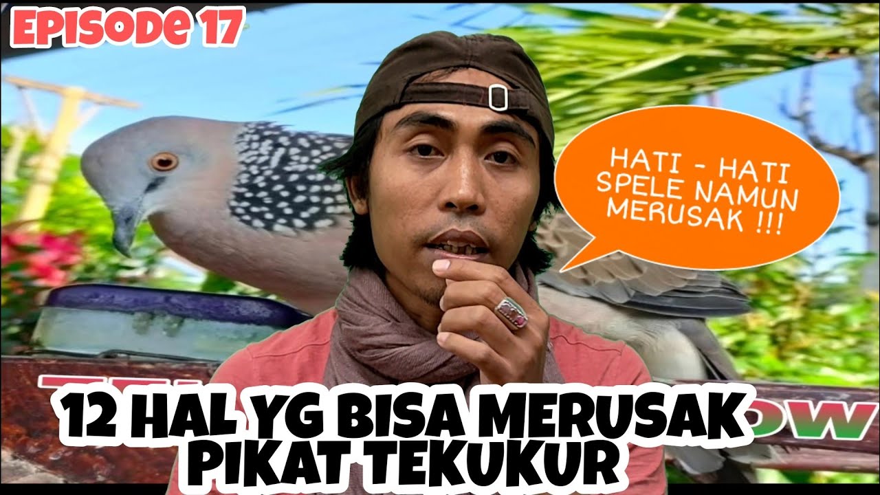 CARA MERAWAT PIKAT TEKUKUR AGAR TIDAK RUSAK DAN TETAP STABIL.
