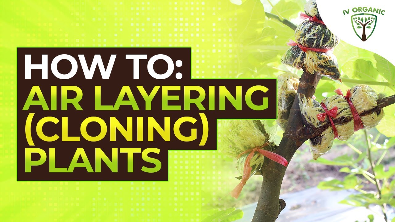 How (& When) to CLONE PLANTS |  AIRLAYERING