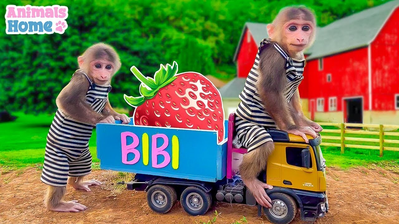 Smart monkey BiBi helps dad harvest fruit at the farm