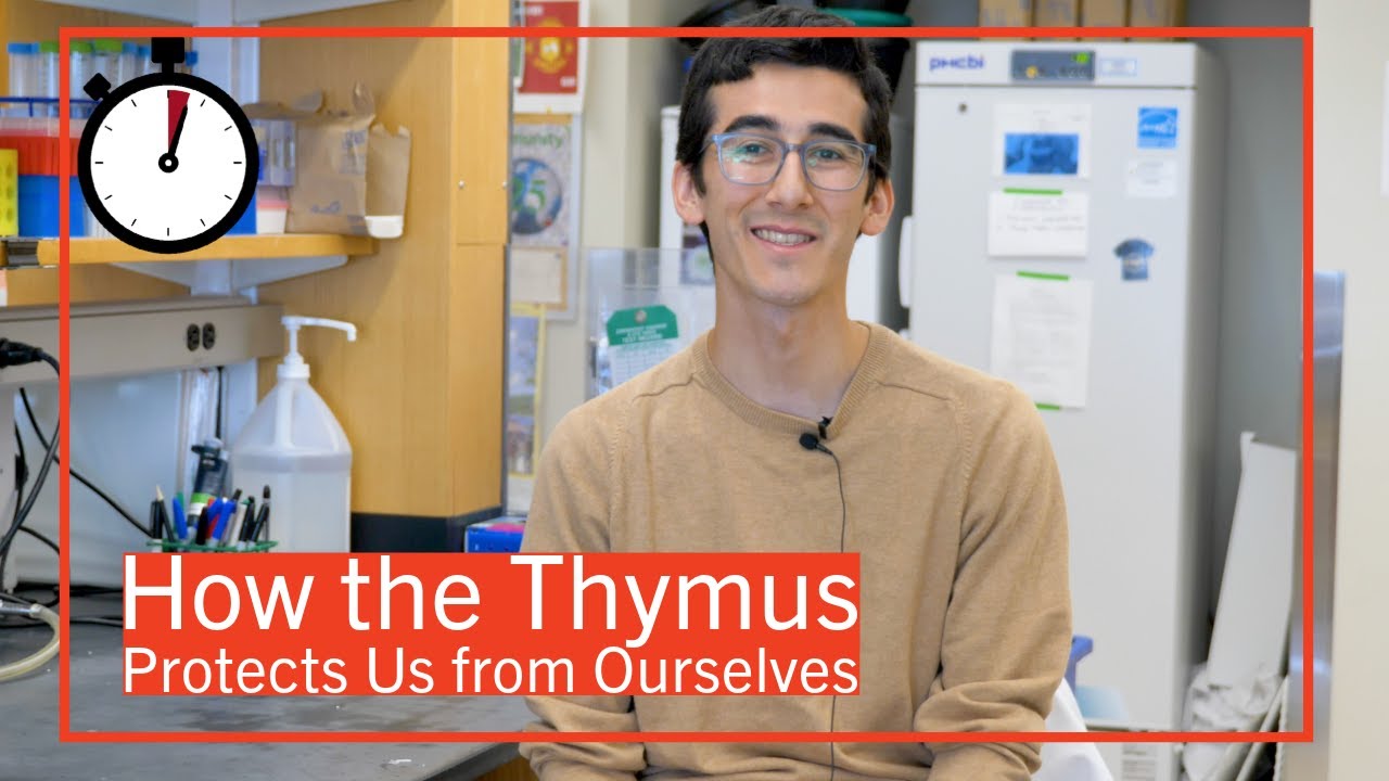 How the Thymus Protects Us from Ourselves | Dissertation in One Minute