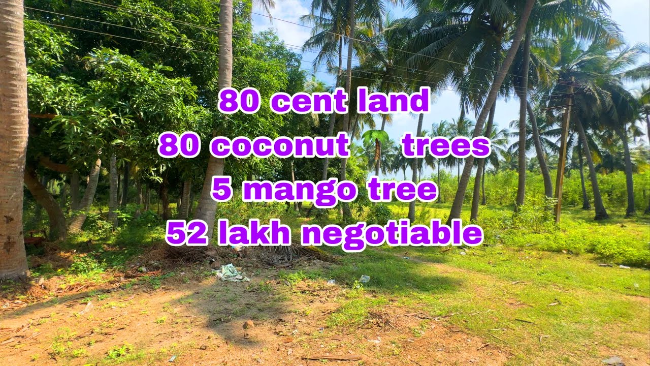 🆔116//  sold out 🚫 80 செண்ட்  நிலம் தென்னந்தோப்பு விற்பனை 🌴🌴🌳🌳farmland property  pavunjur nearby 