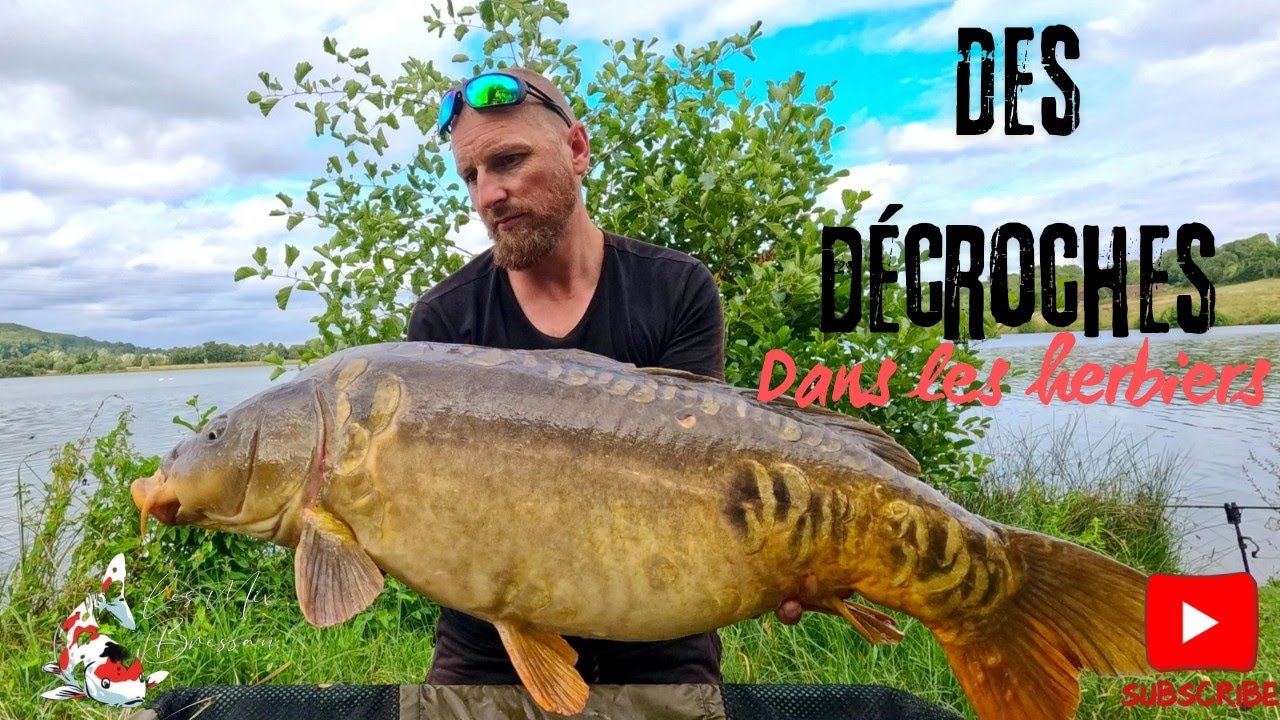 les carpes foncent dans les herbiers #carpe #carpfishing
