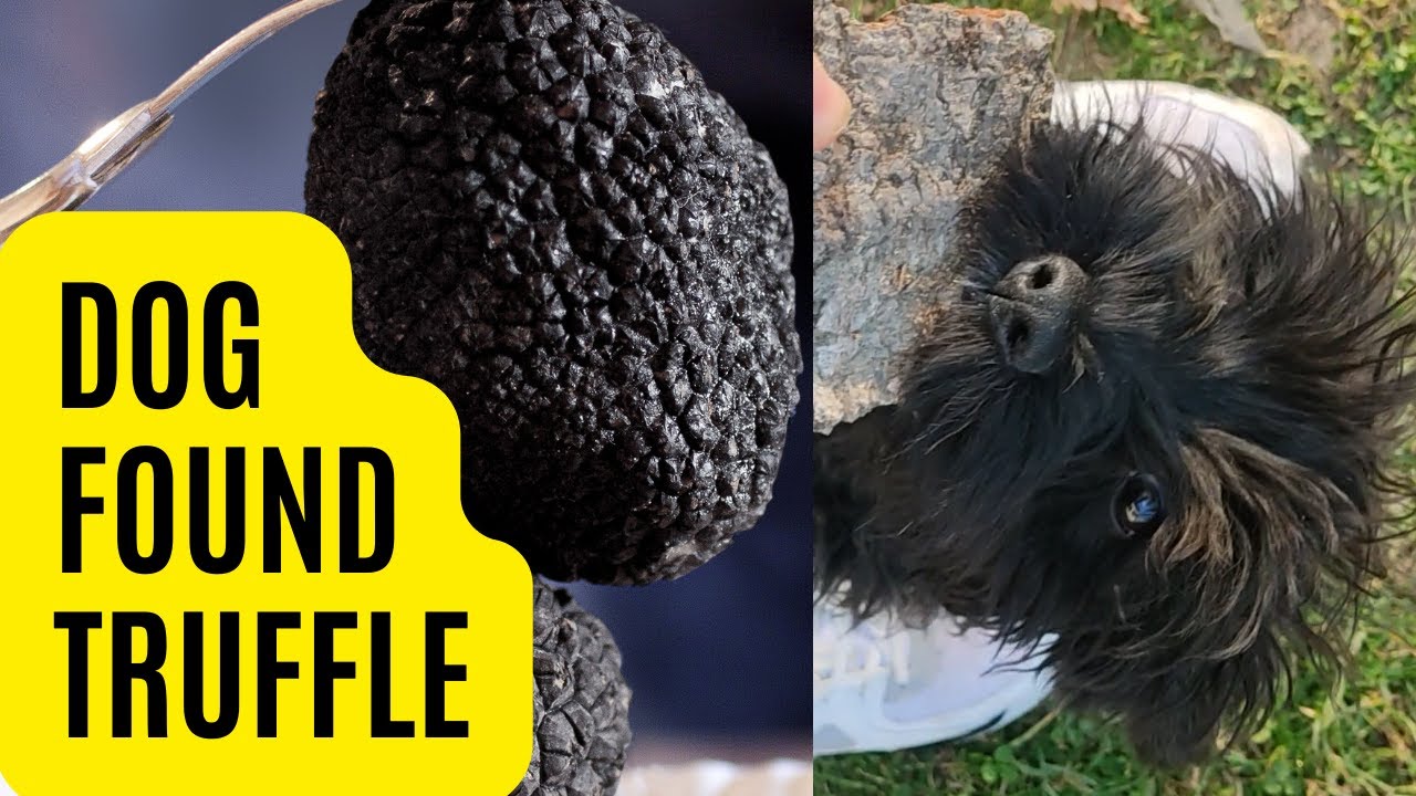 TRUFFLE HUNTİNG İN TURKEY -TRUFFLE HUNT IN THE FOREST(WINTER BLACK TRUFF)