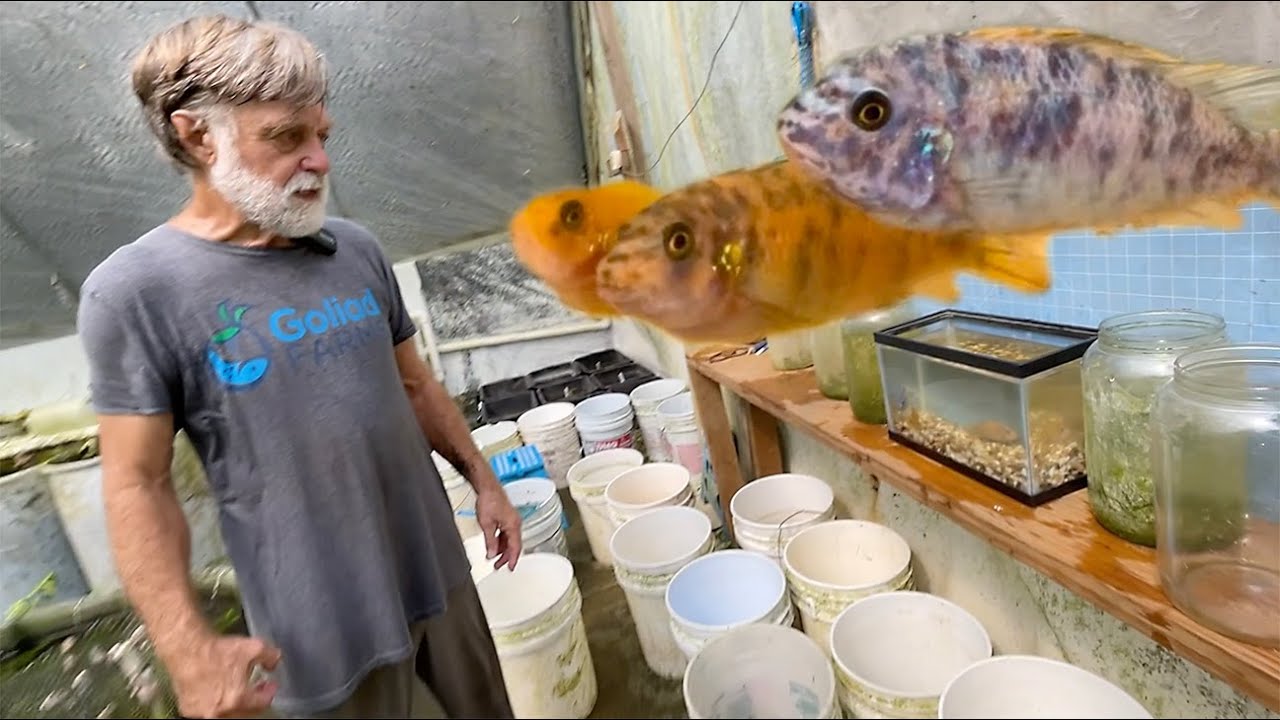 Breeder Selection:  Labeotropheus fuelleborni ‘Blue Marmalade’