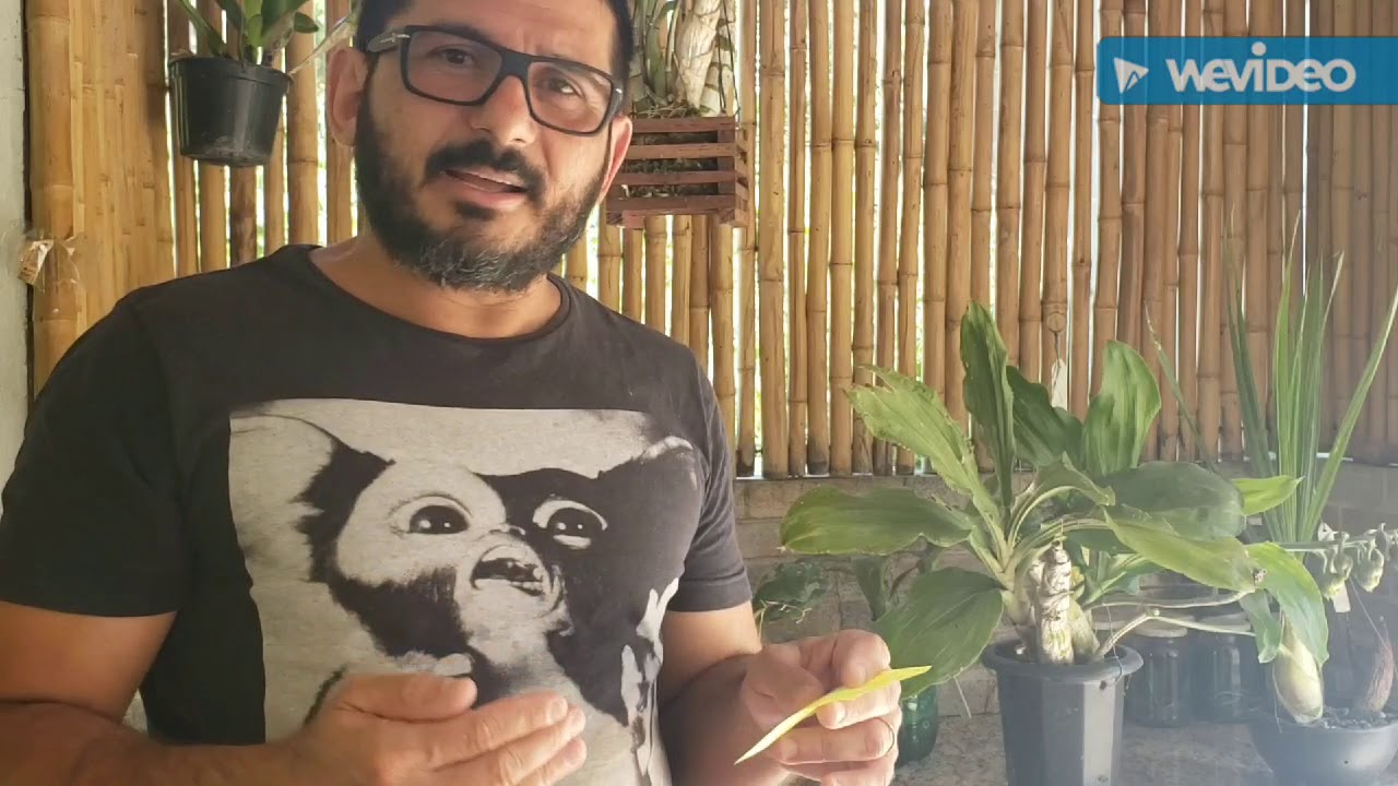 Gênero Catasetum para iniciantes
